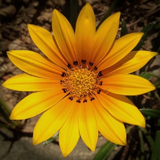 flower_yellow