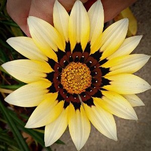 flower3