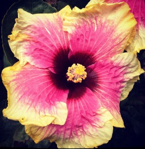 flower_pretty