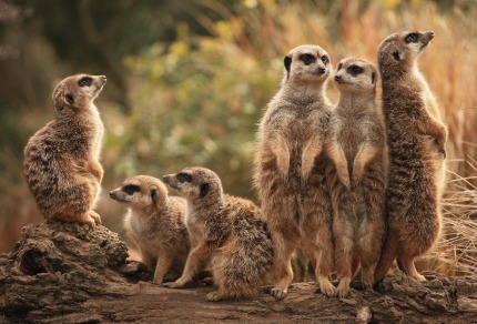 meerkat_family