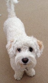 yuki