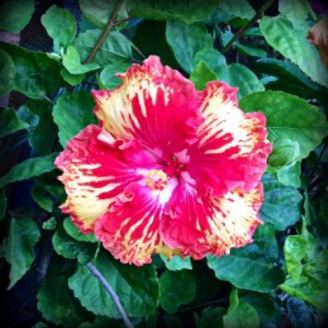 flower2