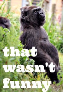 funnygorilla